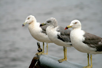 Three seagull