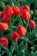 506-01 Red Tulips