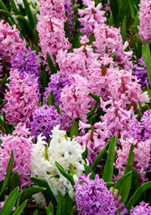Obraz premium 506-06 Hyacinths in Bloom