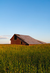 Obraz premium Old wooden barn in the rural cornfield. LaSalle County, Illinois, USA