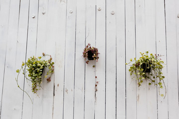 Potted plants on a white wooden wall, minimalistic natural floral background