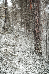 Fairy winter forest