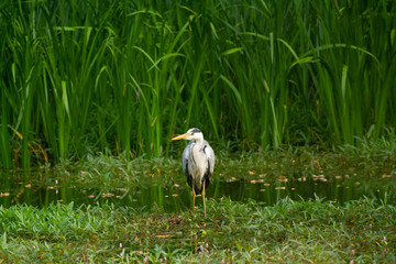 Blue Heron