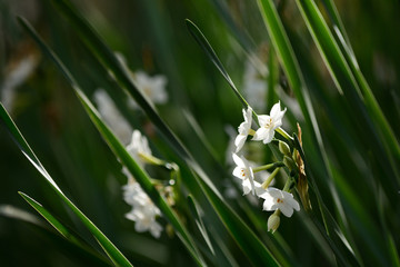 Fototapeta premium White daffodil flowers in winter.