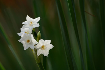 White daffodil flowers in winter.