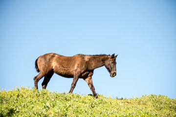 Fototapeta premium caballo marrón negro pura sangre corre prado cielo azul y calor