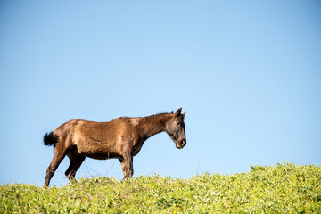 caballo marrón negro pura sangre corre prado cielo azul y calor