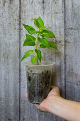 flower seed in a plastic pot container hold by hand with wooden wall background