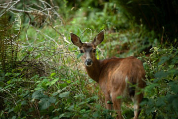 Deer Gambier