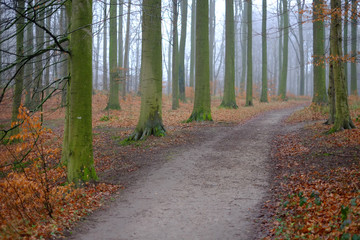 Fototapeta premium Wanderweg im Buchenwald