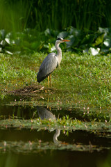 Blue Heron