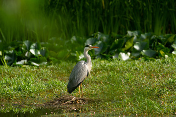 Blue Heron