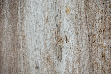 Wooden texture and background. High resolution.