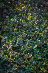 Green leaf texture and background in high resolution