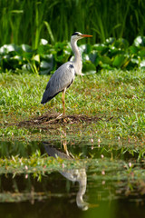 Blue Heron