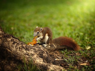 Squirrel eating orange at trunk of a tree