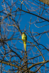 Parrot on the tree