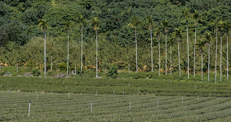 Green tea meadow