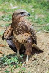 Peregrine Falcon walking along the ground looking for some prey