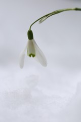 Snowdrop. Galantus. Snowdrop flower  in the snow. White flower on white snow.Spring flowers. Floral natural spring background