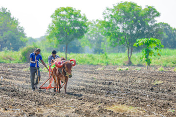 indian farmer working  at  field