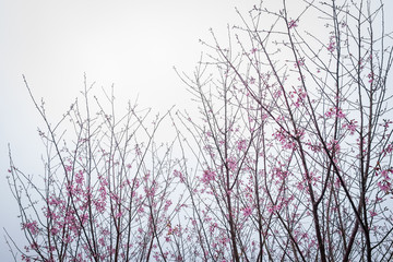 Thai Sakura Starting Blossom at Phu Hin Rong Kla National Park
