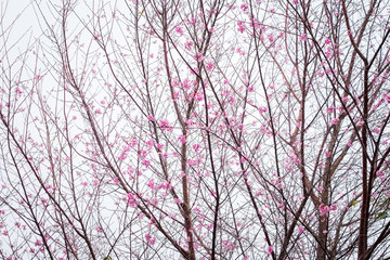 Obraz premium Thai Sakura Starting Blossom at Phu Hin Rong Kla National Park