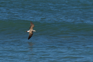 Seagull gliding across the front of a wave