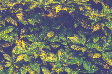 Vintage Garden Background
