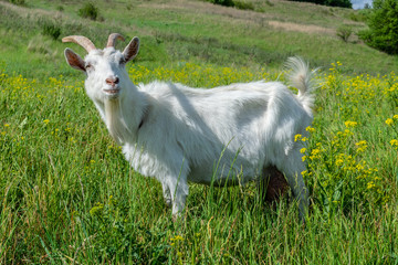 Obraz premium Goat on the meadow
