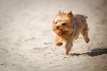 Yorkshire Terrier Puppy Playing Fetch Carrying Orange Ball