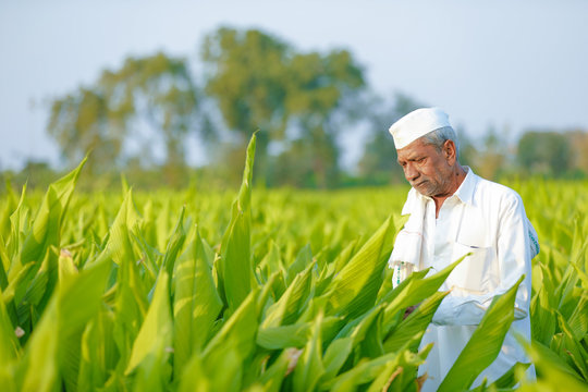 indian farmer at field