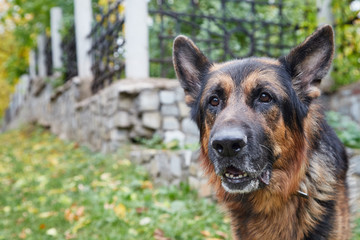 Dog German Shepherd in a city in a day