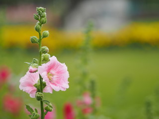 pink flower background space  for write