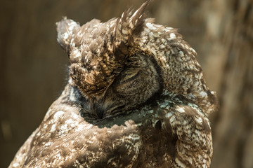Sleeping Eagle owl with its head resting on its back