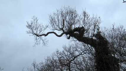 Silhouette of tree on cloudy Danish winters afternoon