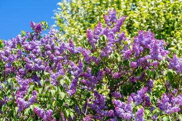 Obraz premium Spring flowers of lilac, branches with blossoms