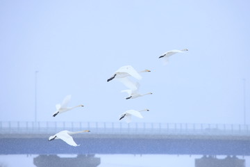 ハクチョウの群れ　Swans flock	