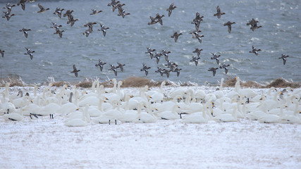 ハクチョウの群れ