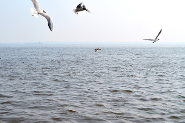 Fototapeta na wymiar seagull flying over the river
