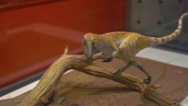 Model of a small dinosaur covered with hairs in museum of natural history