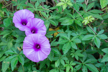 Ruellia tuberosa purple flower