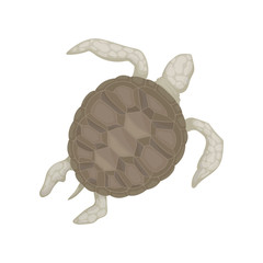 Turtle, tortoise reptile animal, top view vector Illustration on a white background
