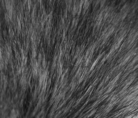 dark, long wool with white top texture background, dark natural wool, white seamless cotton, fluffy fur texture for designers 