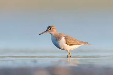 Common Sandpiper (Actitis hypoleucos)