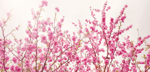 blurred sakura tree background