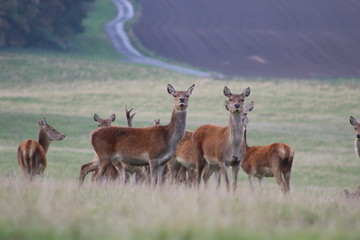 Herd of deer with two deer looking at camera