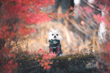 ドウダンツツジとチワワ 2