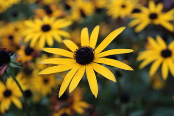 Obraz premium Black-eyed Susan flower close-up