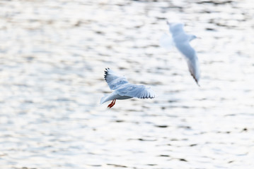 two seagulls flying over lake in winter